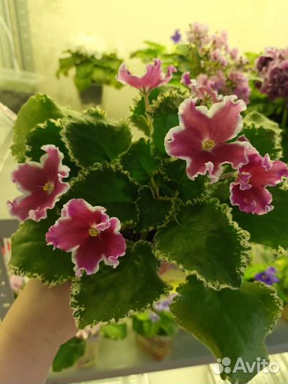 Фиалка сортовая лист