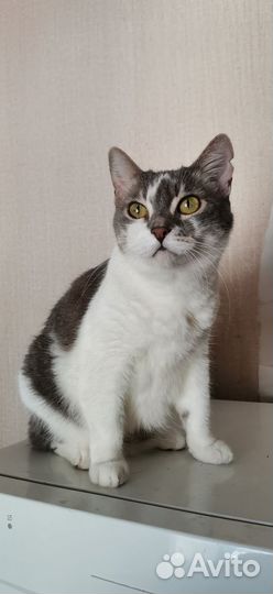 Кошка Маруся в добрые руки