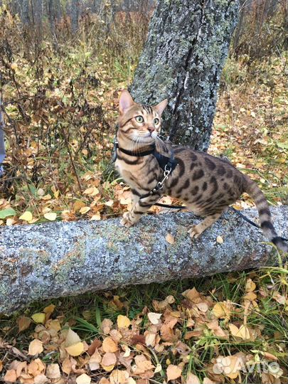 Бенгальский кот. Вязка