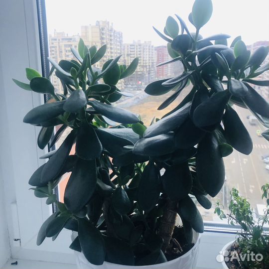 Денежное дерево