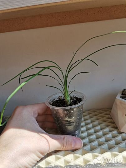 Бокарнея Нолина