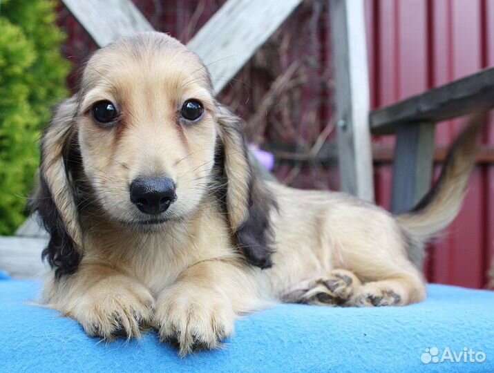 Кремовый мальчик