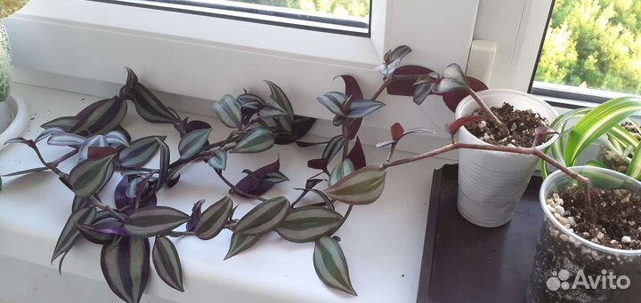 Традесканция зебрина