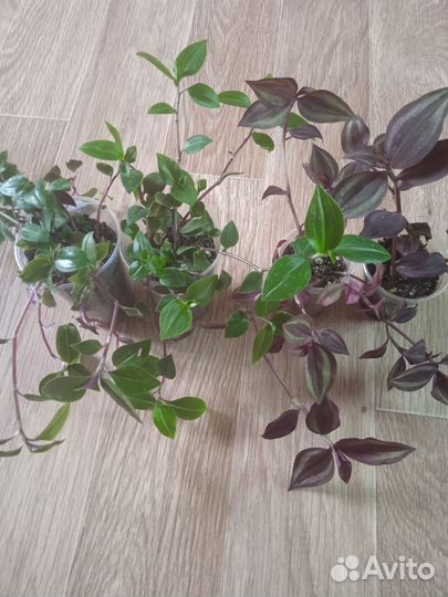 Традесканции сортовые