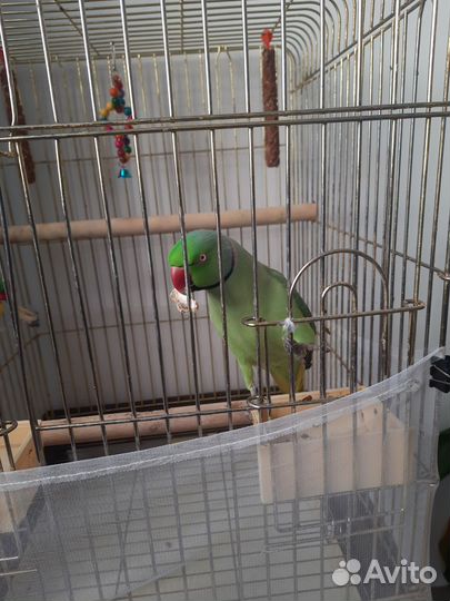 Ожереловый попугай говорящий