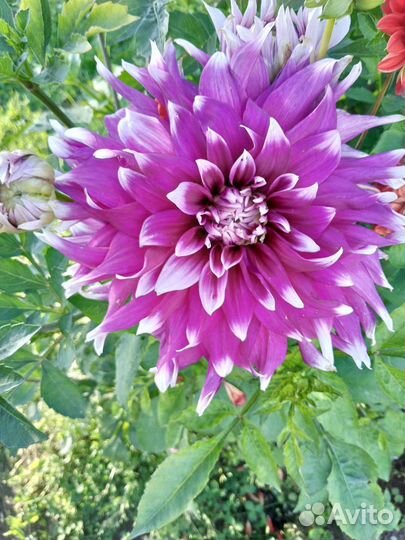 Георгины клубни на осень