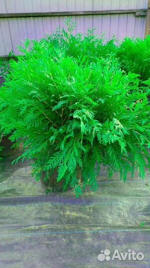 Ель голубая Глаука Саженцы туя Смаргад Брабант Кед