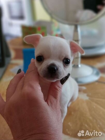 Чихуахуа мини