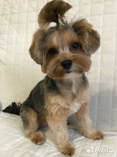 Грумер. Стрижка собак, экспресс линька, тримминг