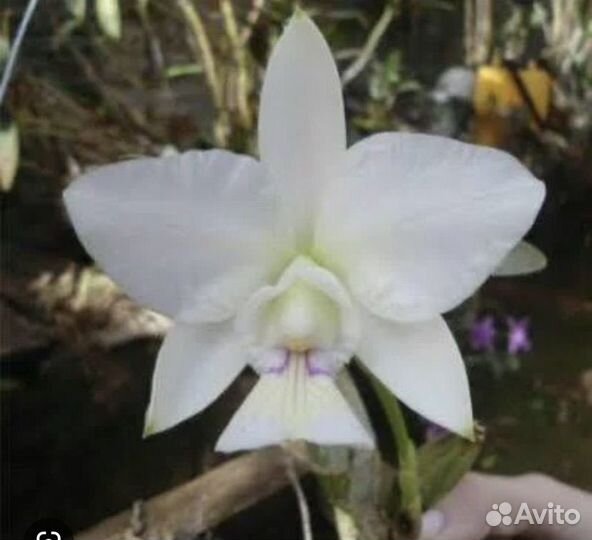Cattleya Nobilior s/a “Akemi”