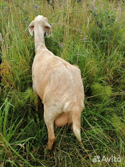 Дойные козы/некозь