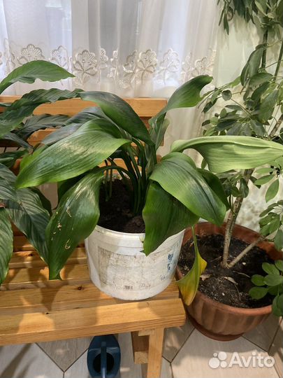 Комнатные цветы