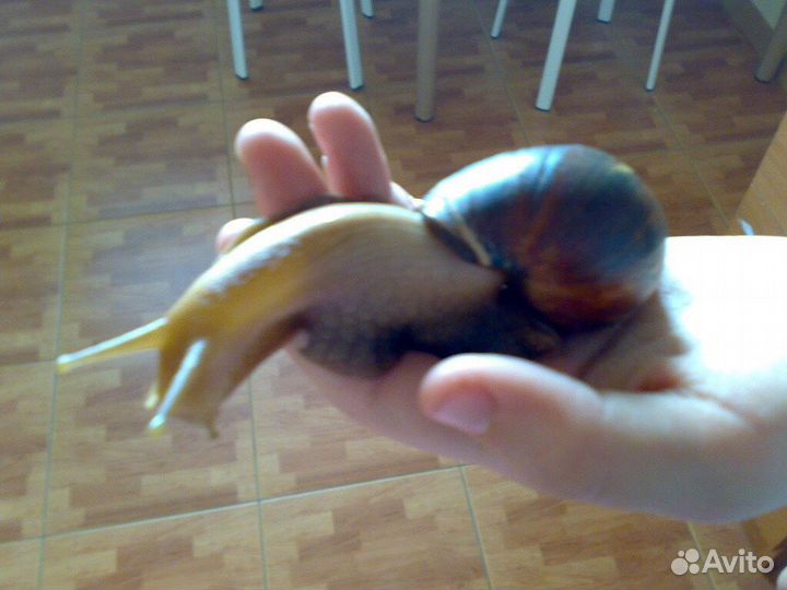 Улитки Ахатины