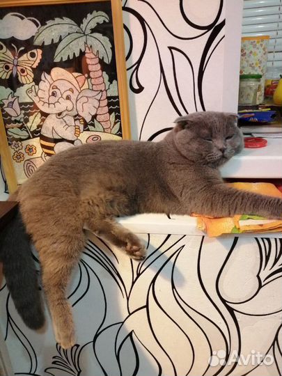 Котик на вязку