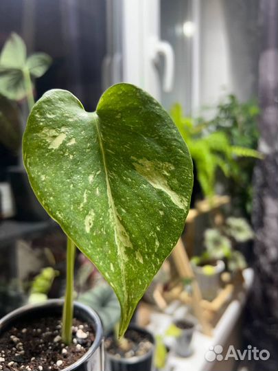 Монстера тайское созвездие