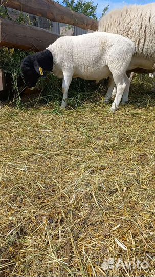 Дорпер, Дорпер кросс, бараны на племя