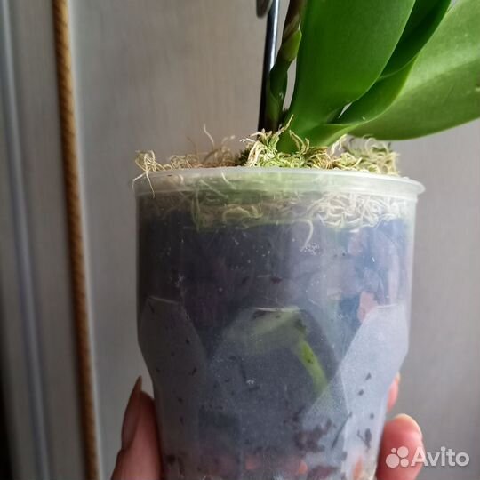 Орхидея фаленопсис мини(бронь)