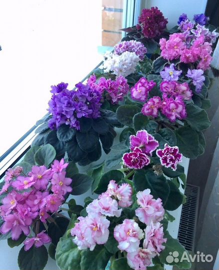 Сортовые сенполии