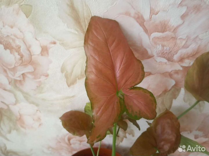 Сингониум орм нак