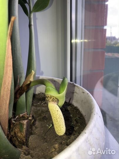 Замиокулькас