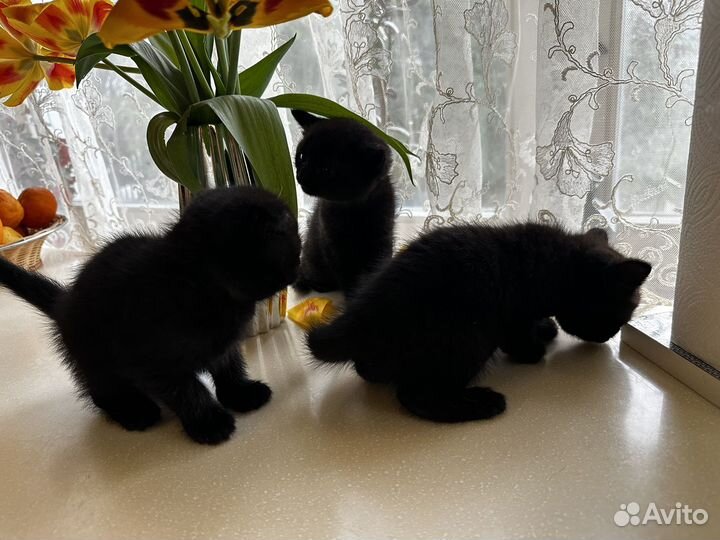 Британские котята