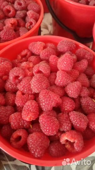 Малина (полька)