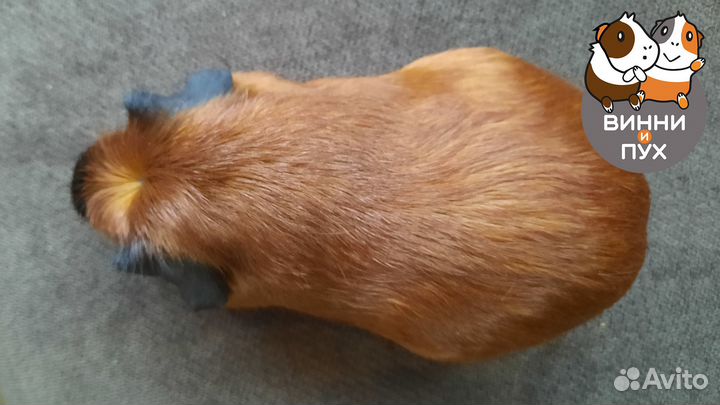 Морская свинка калифорния