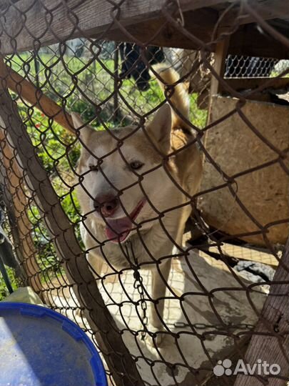 Собака хаски в добрые руки