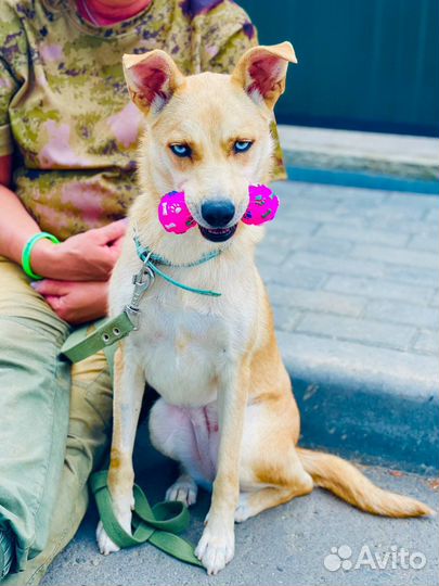 Собака Хеппи с небесно голобыми глазами