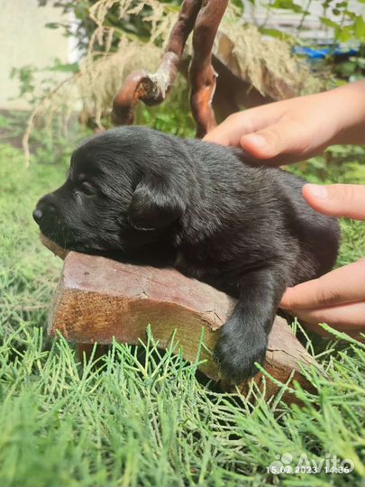 Собаки в дар бесплатно