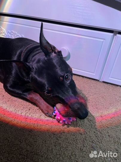 Цвергпинчер собака