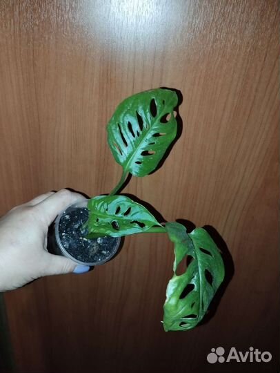 Монстера фридрихшталя