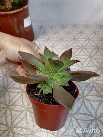 Замиокулькас Зензи, Агава, Эониум, Каланхоэ