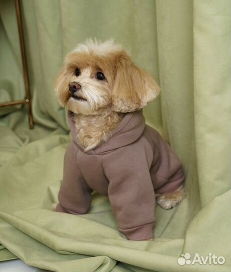 Одежда худи свитер для собак Woolberry