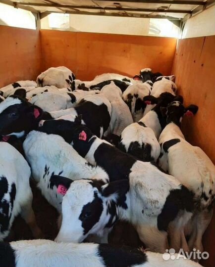 Телята бычки и тёлочки