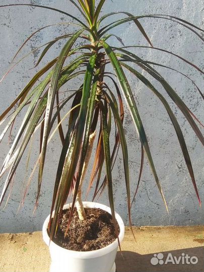 Пальма драцена