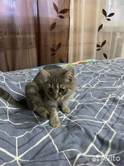 Кошки в добрые руки ласковая