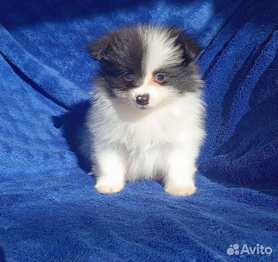 Померанский шпиц мальчик