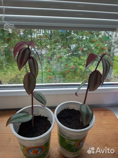 Комнатные цветы