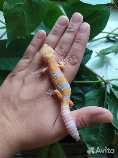 Малыши эублефары