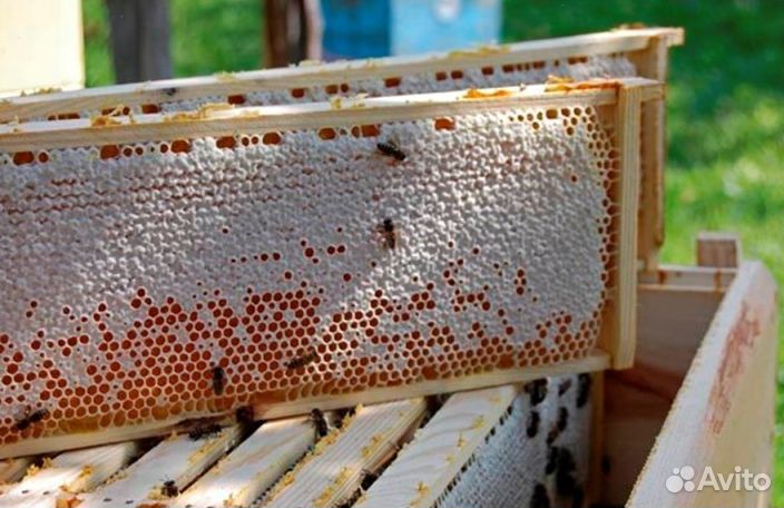 Мед натуральный с Алтая опт от 16 кг