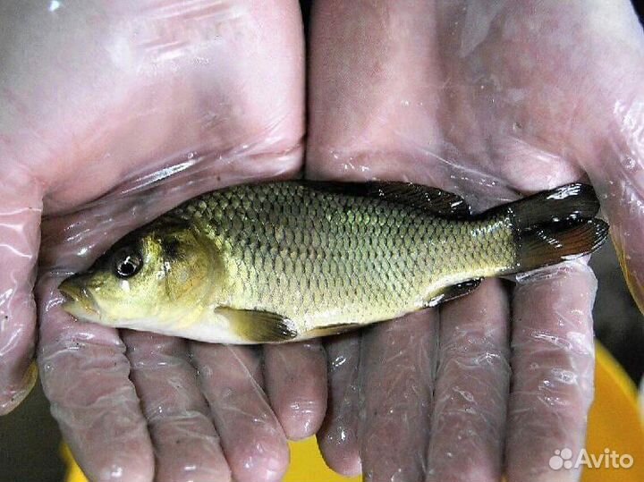 Карп, Белый амур, толстолобик