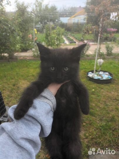 Котята от мейн-куна полукровки