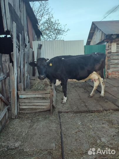Корова дойная