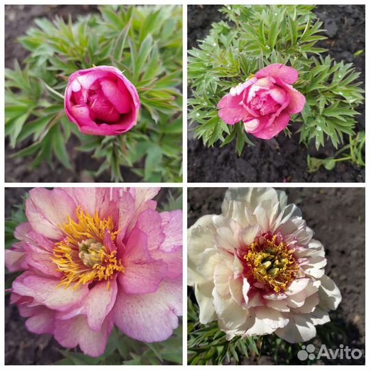 Пион Ито гибрид Хиллари