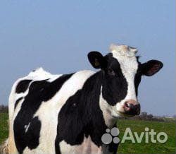 О Телята бычки и быки нетели