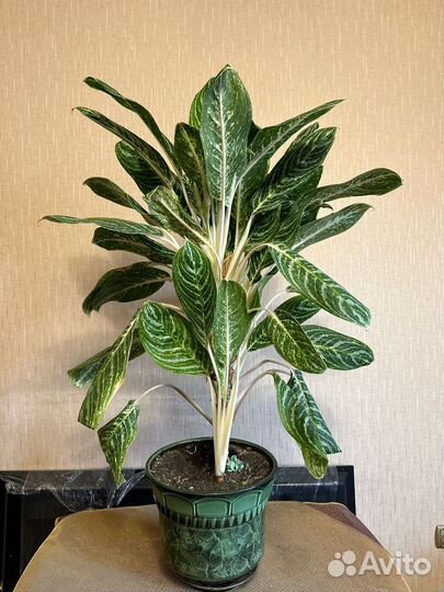 Комнатное растение Аглаонема