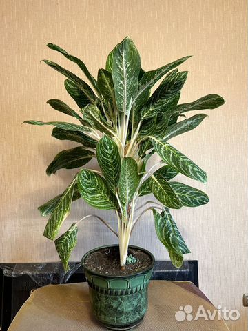 Комнатное растение Аглаонема