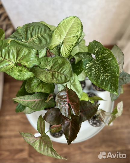 Сингониумы (часть 1)