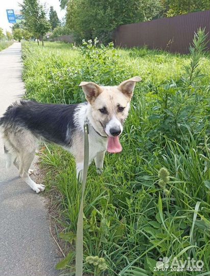 Собака в добрые руки